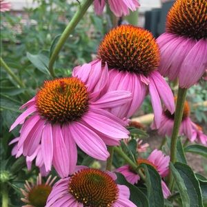 Meet your Posher, Gabi